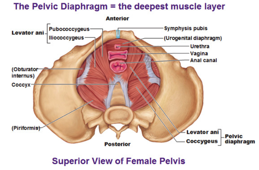 Women Deserve To Know The Stretched Pelvic Floor Muscles Pfm